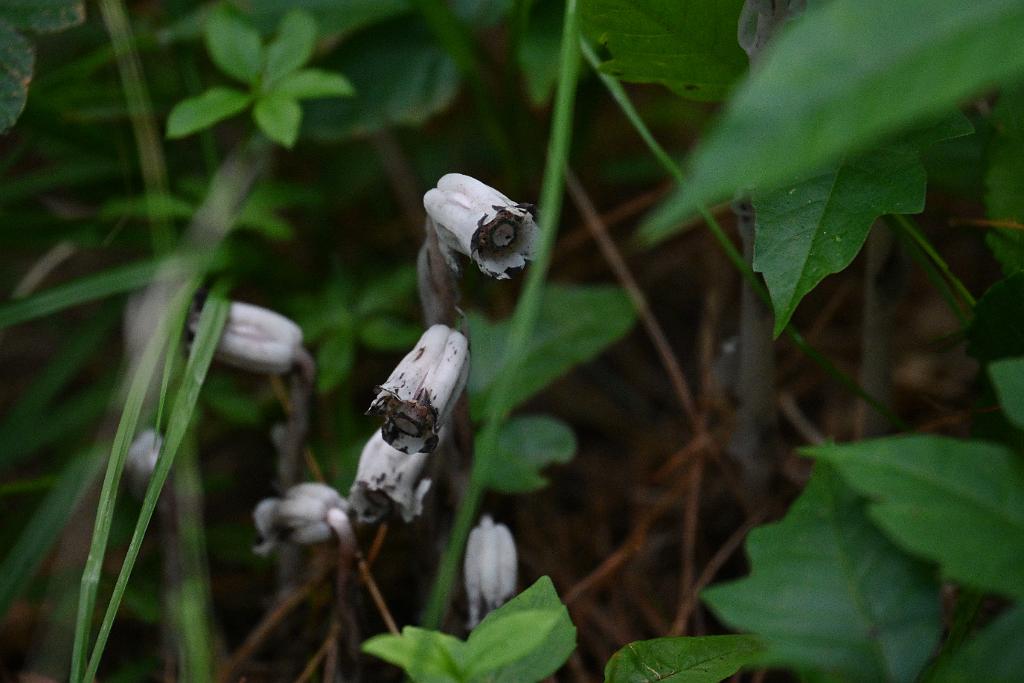 2025-07229811 Wachusett Meadow, MA.JPG - Indian Pipes. Wachusett Meadow Wildlife Sanctuary, MA, 7-22-2025